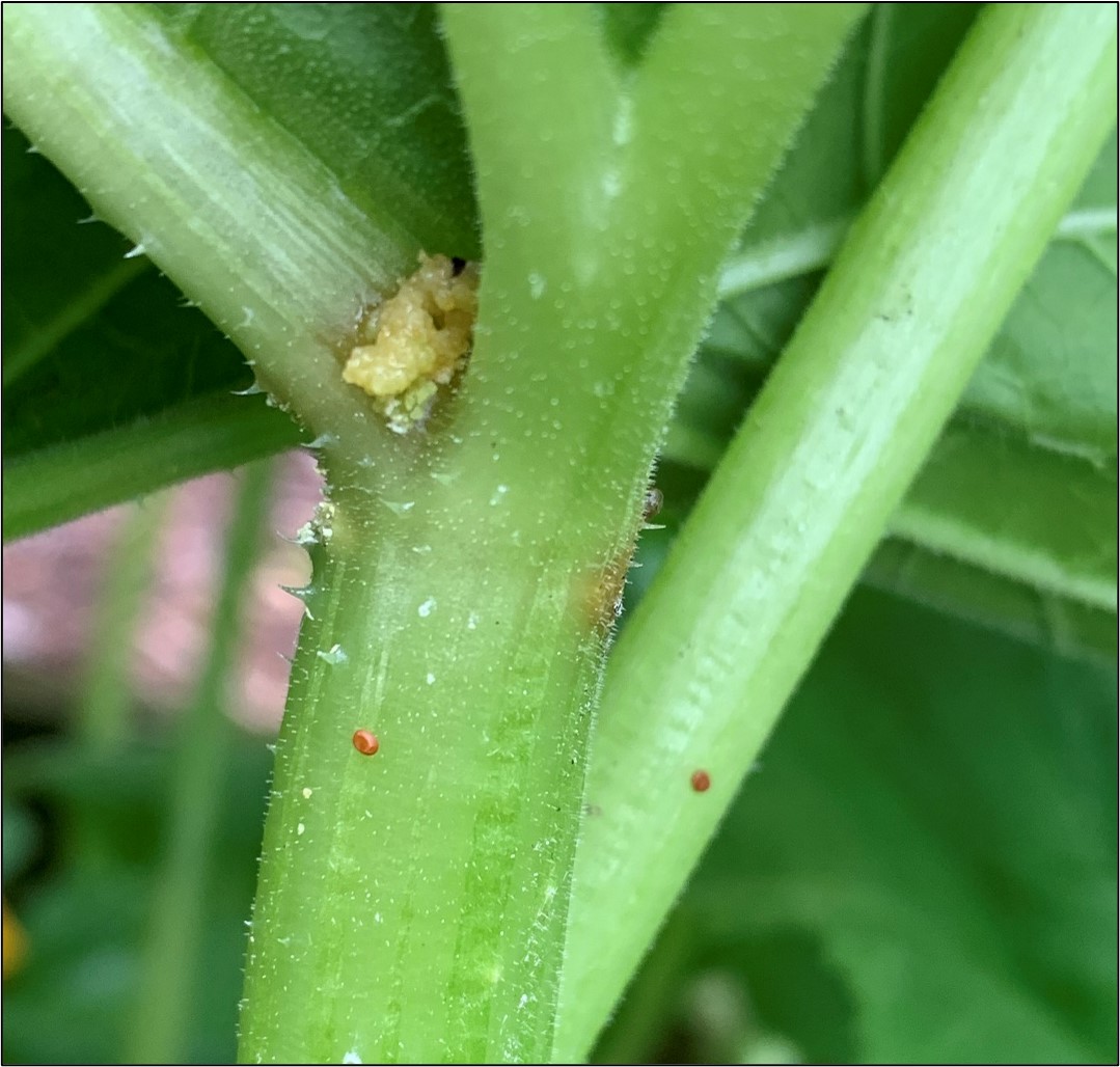 Managing Squash Vine Borer in Arkansas